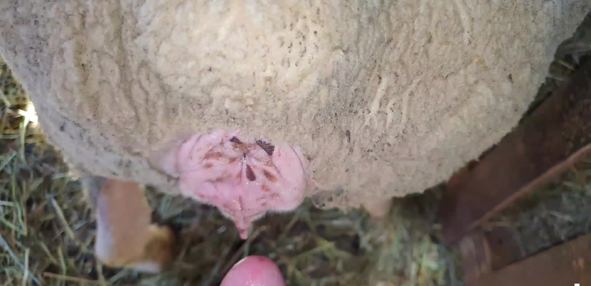 ﻿​﻿﻿​﻿man fuck sheep