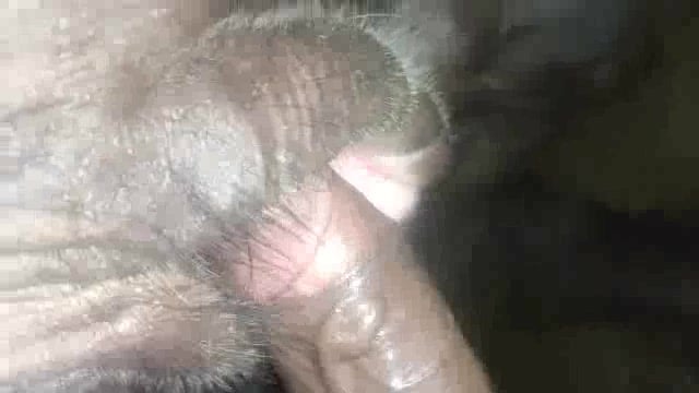 Animal porn tube