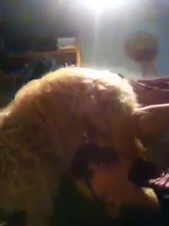 Hairy dog oral / Zoo Tube 1