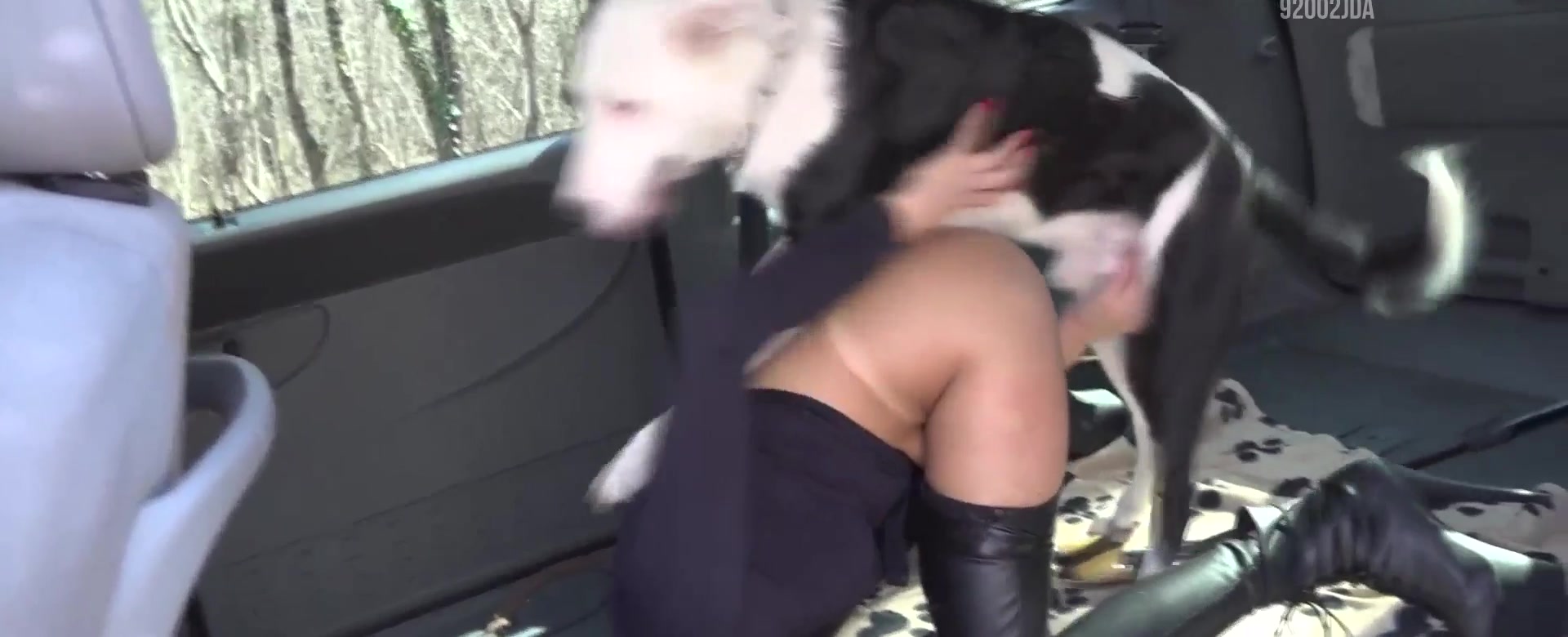 Cachorro comendo a mulher