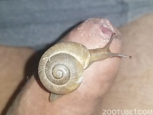 Snail exploring my cock
