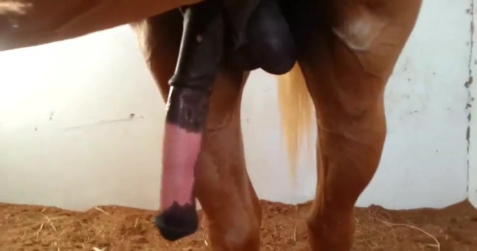 Huge Erect Flare Horse Penis