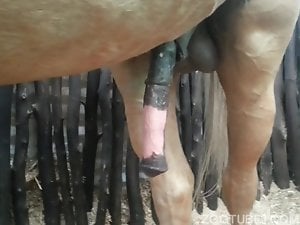 Huge flared horse cock gets boner