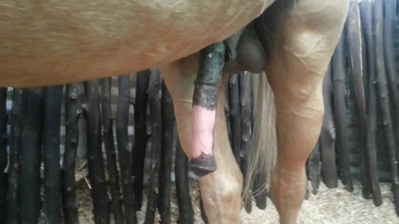 Flaring horse cock