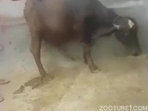 Man and Animals Animal Porn Videos / Most Viewed / Zoo Tube 1