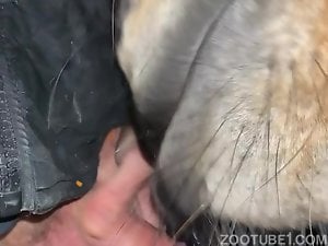 Horse Lickjob part 2