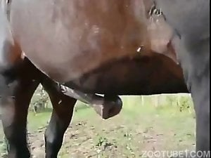 Huge erect flared cock of a stallion