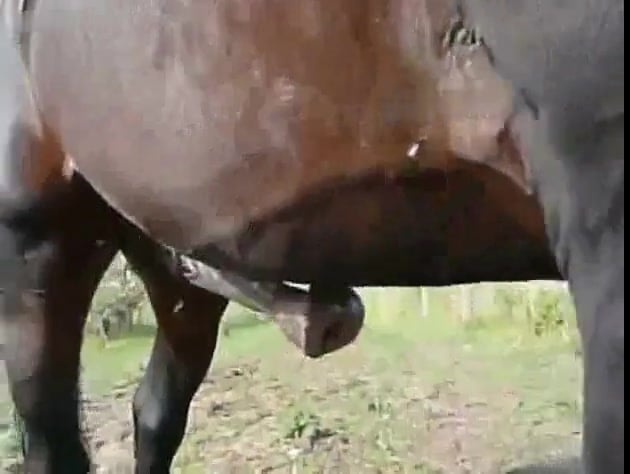 630px x 474px - Huge erect flared cock of a stallion / Zoo Tube 1