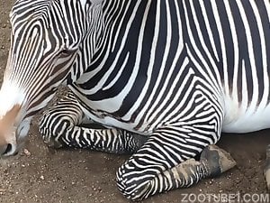 Extra horny Zebra ejaculates
