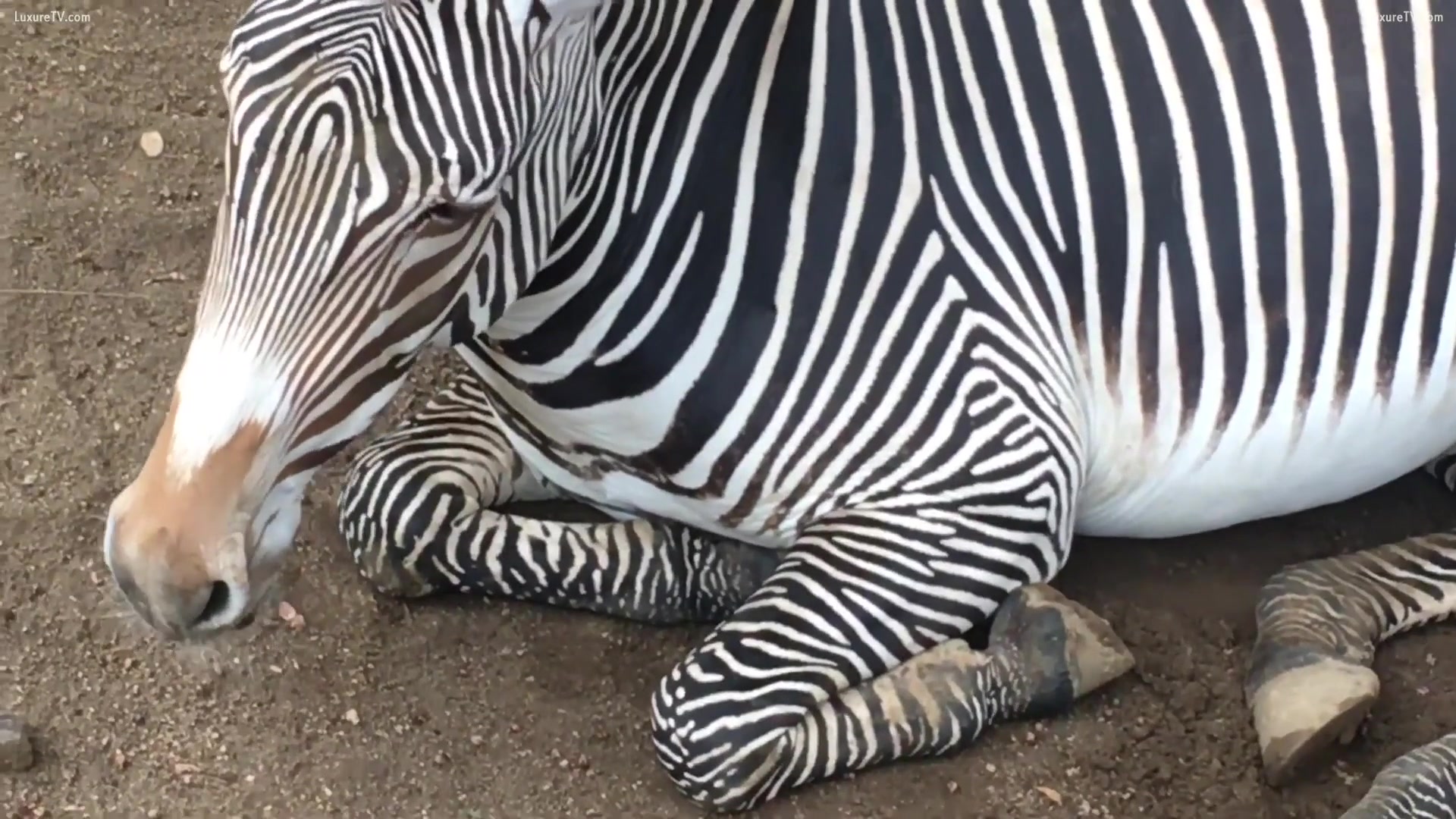 Zebra ejaculating