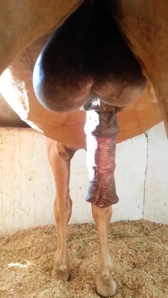 Dick Horse Cock Porn - Stallion gets horny and flex his penis / Zoo Tube 1
