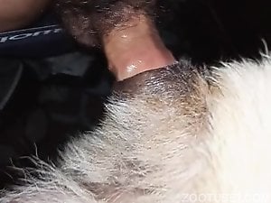 Fucking female dog tight pussy