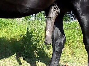 Stallion get's horny and belly slapping