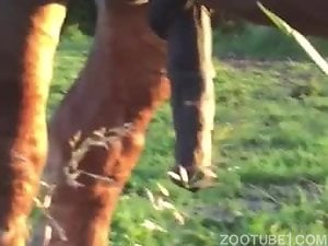Strong horny horse grows his penis