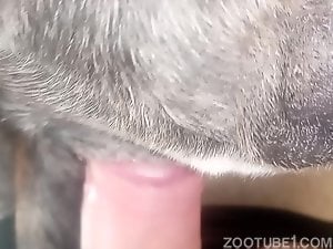 Anal with dog