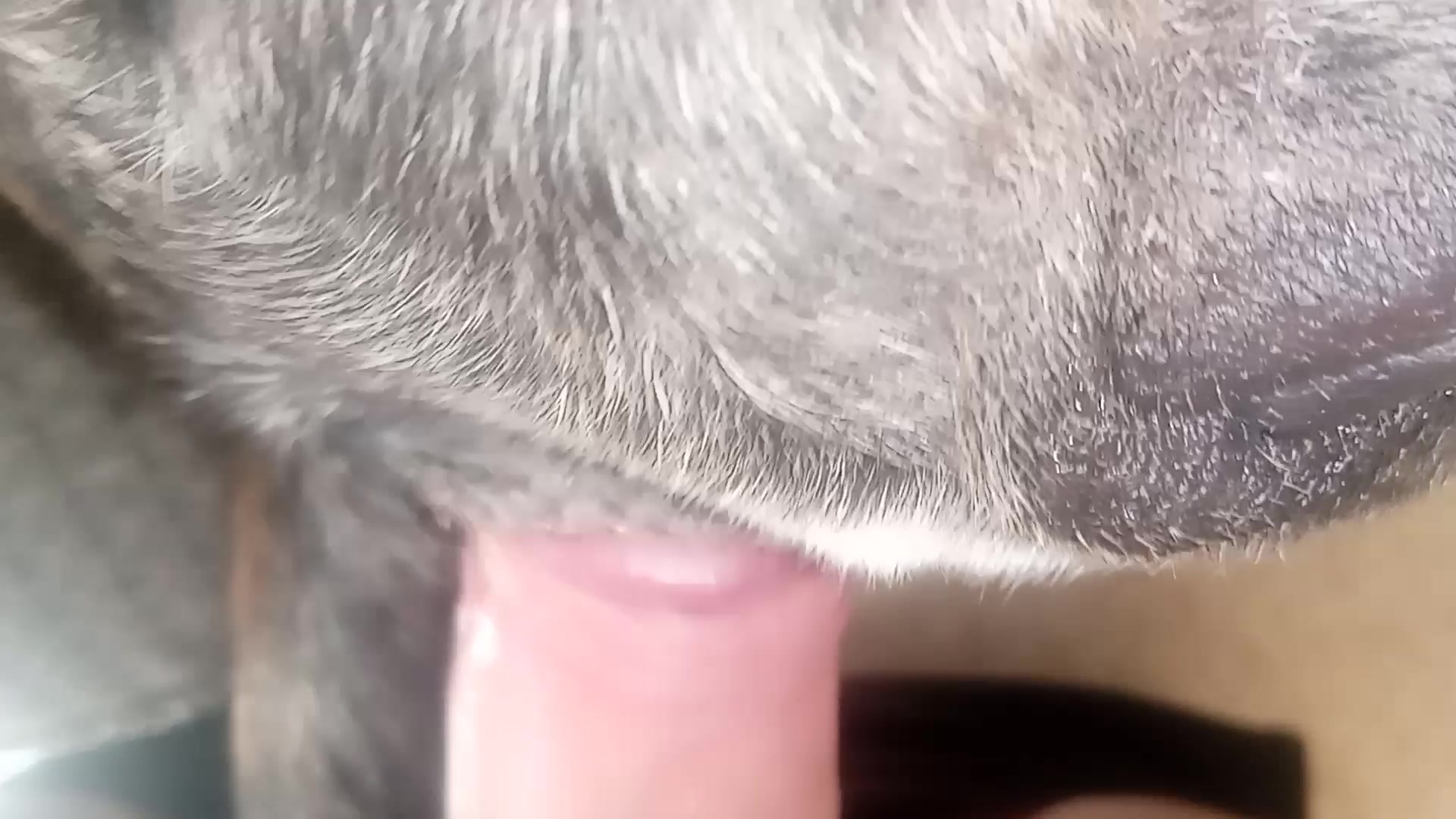 Cachorro comendo cu do homem