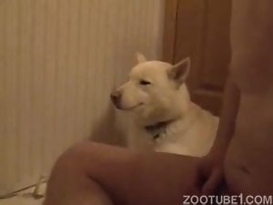man plays sucks his white dogs cock