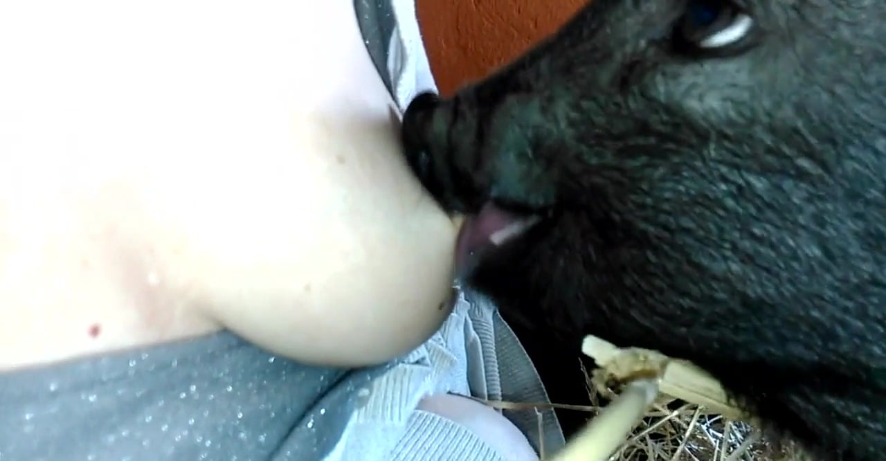 Animalbreastfeed Com - Yasmin breastfeeding piglet 1