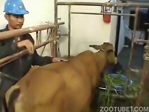 Girl licking mare cow