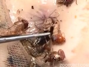 Disgusting Japanese woman has insects shoved up her ass