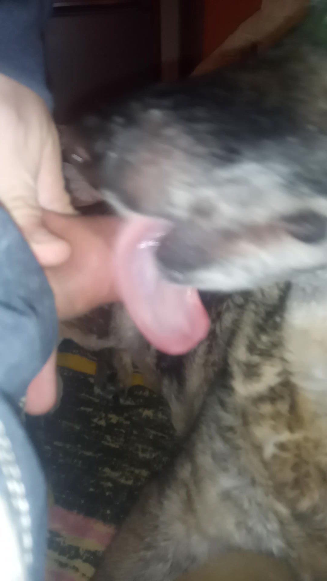 1080px x 1920px - My dog â€‹â€‹loves to lick my cock #1