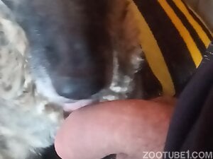 My dog ​​loves to lick my cock #2