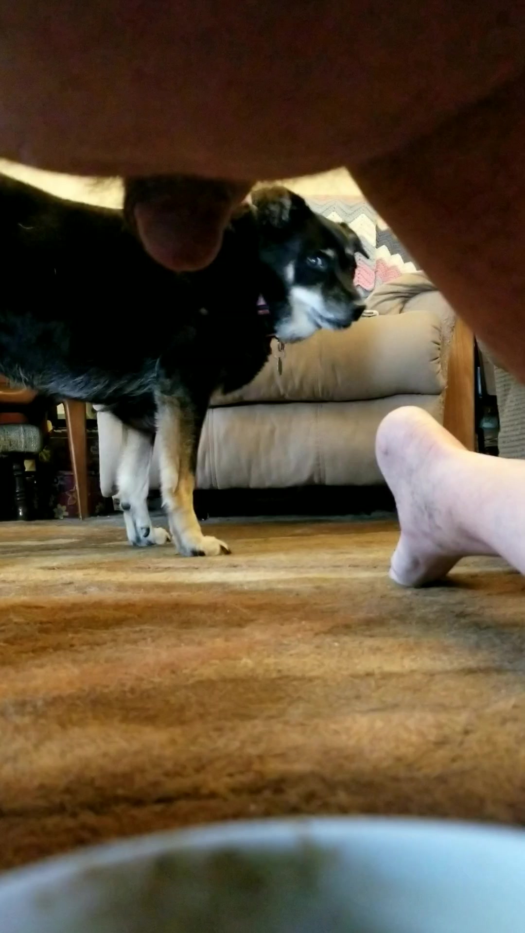 Dog Licks Nibbles On Owners Cock And Gets Him To Cum