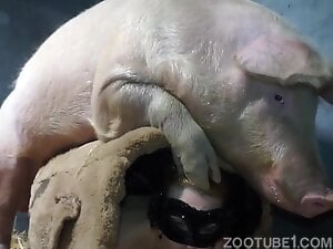 pig fuck girl #5