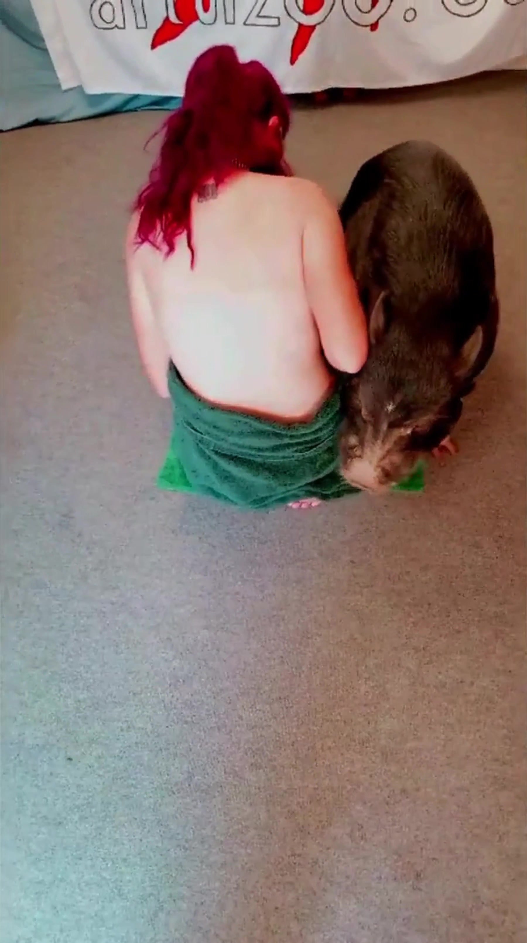 pig fuck girl 8 / ZooTube1.com Embed