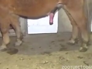 horse fuck mature woman