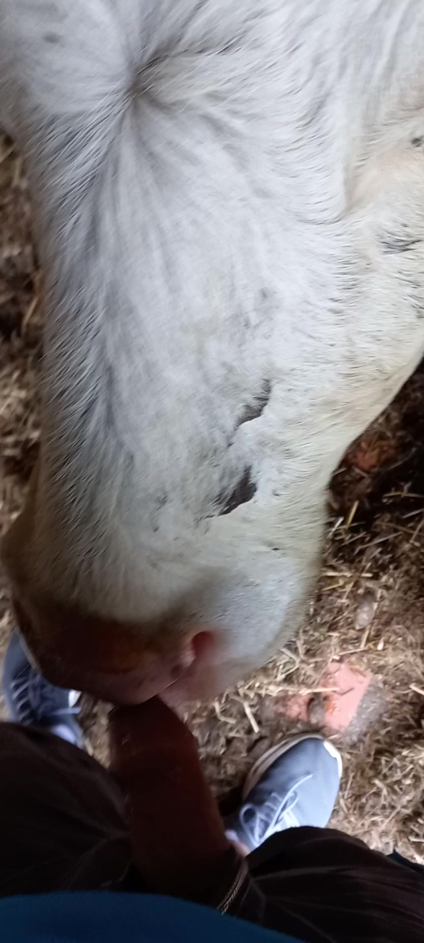 Cachorro lambendo a bucetinha da mulher