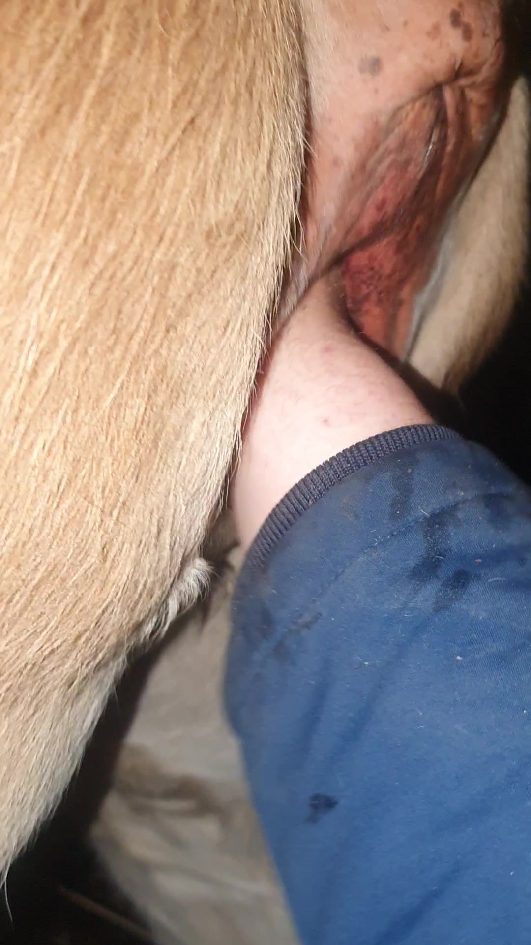 Vídeo de homem fazendo sexo com vaca