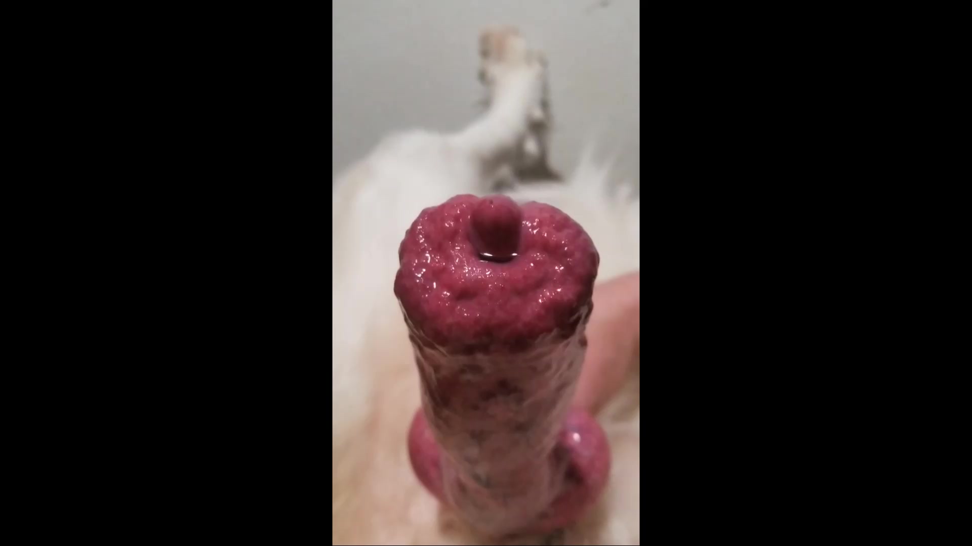 Big dog cock spraying cum