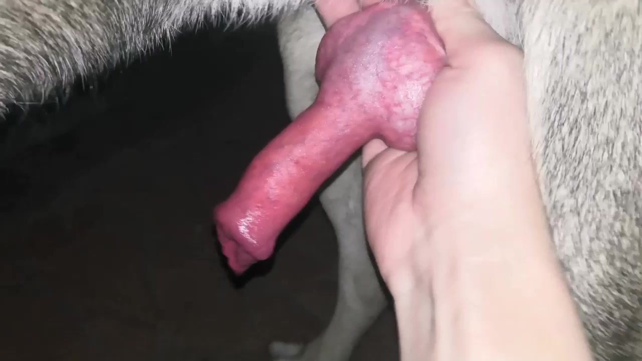 Cums on dog's dick