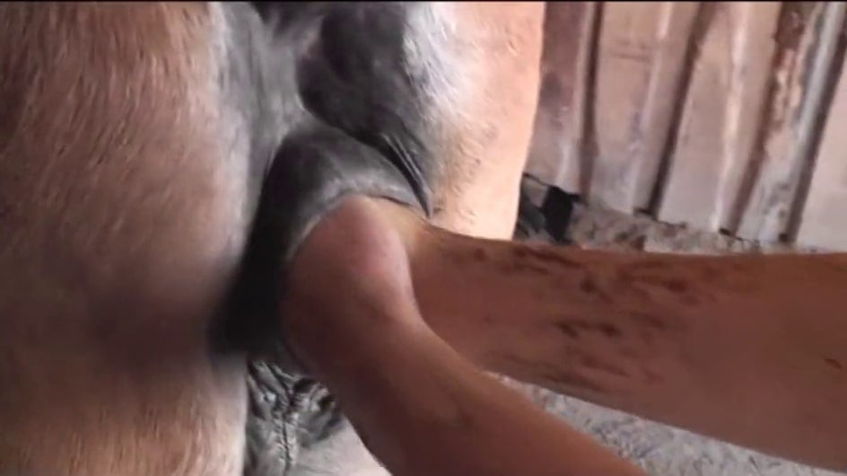 Mare Horse Anal Sex - Mare double anal fisting