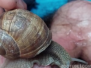 Cute little gardénie snail exploring my cock