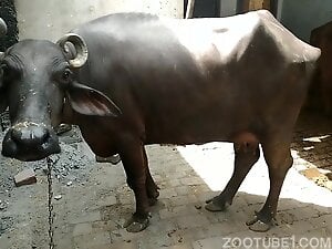 300px x 225px - Man And Buffalo Sex Unrated Videos