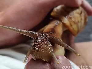 Snail sucking my Dick and Precum