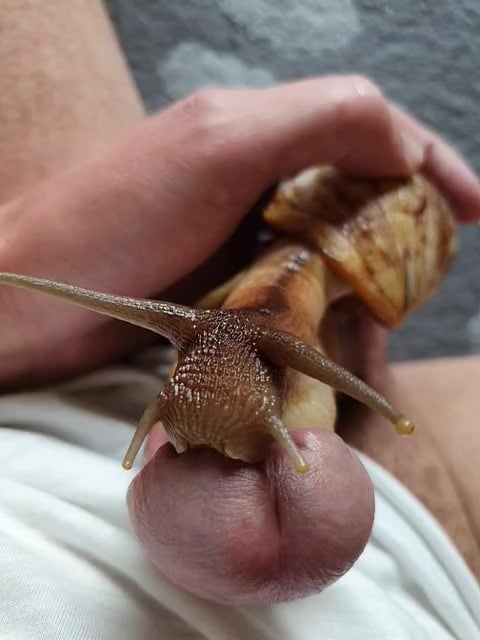 Snail Sucking My Dick And Precum