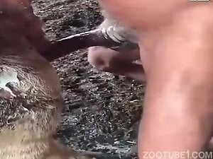 Fucking a dirty cow with cum and piss