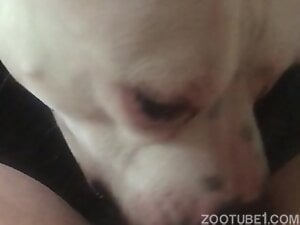 Dog licking little pink clit