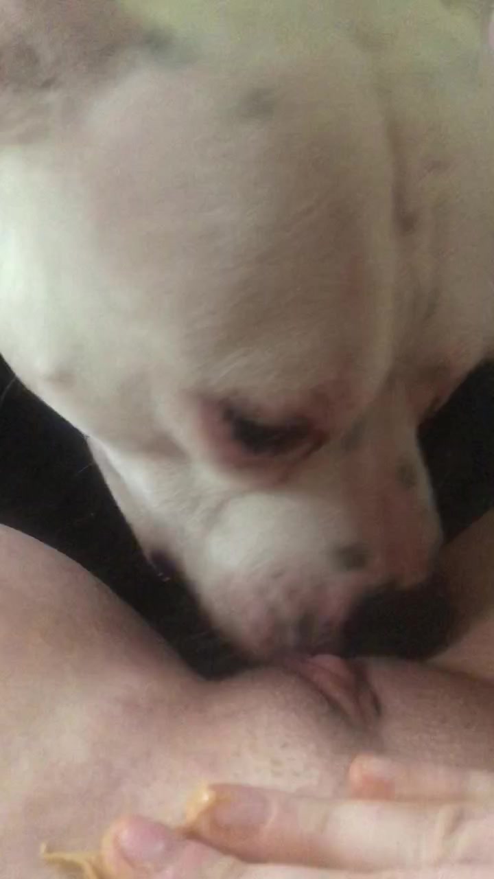 Dog licking clit