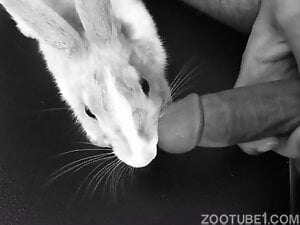 Sexy rabbit gets to lick a guy's hard cock here