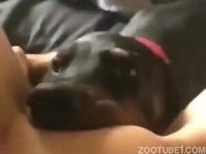 POV pussy licking with a sexy black dog that tongues