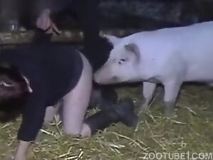 Pig is about to put its cock in the zoophilic fuckhole