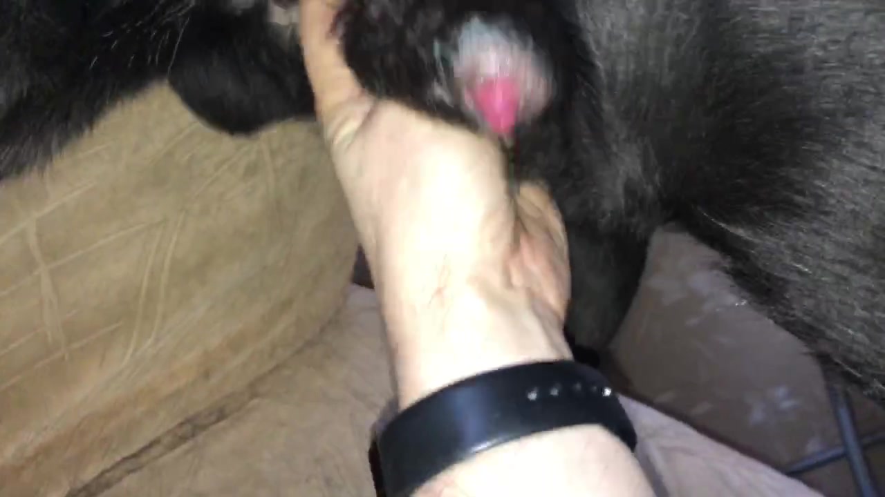 Jerking off a dog