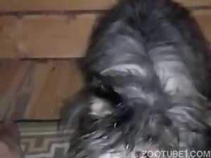Rex the lover is licking human pussy with dog tongue