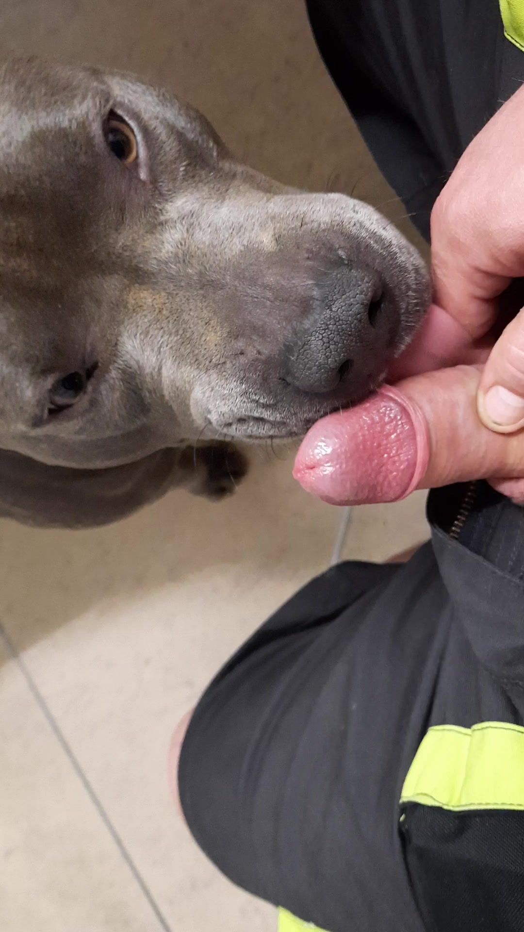 Guy cums in dogs throat