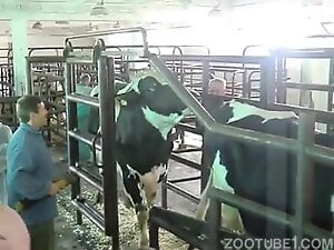 Cow and bull fuck scene with hard insemination