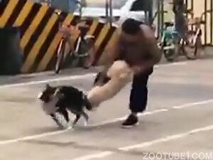 Two dogs fucking but they end up getting stuck